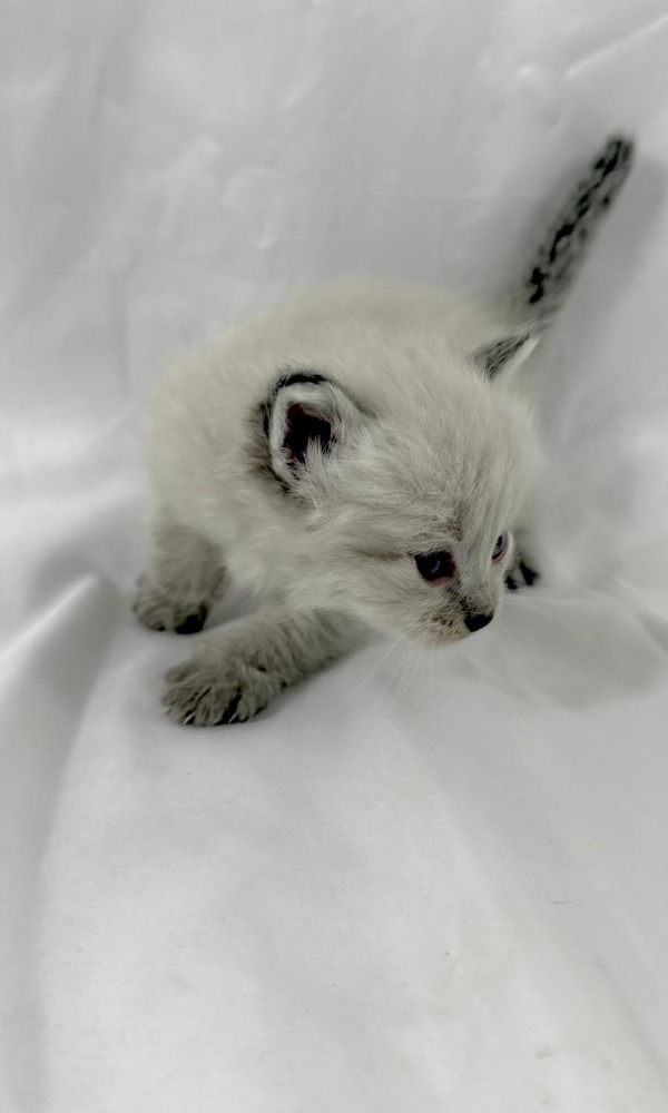 ARTHUR BLEU, chaton sibérien