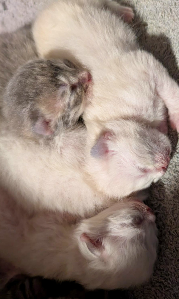 BELI, chaton sibérien femelle