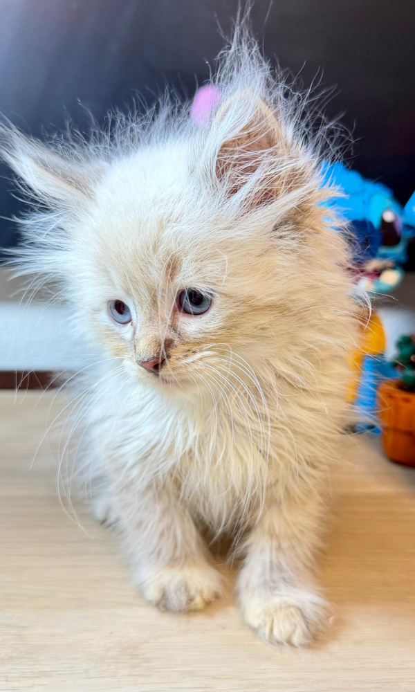 ALPHONSE  chaton sibérien mâle (PAR)