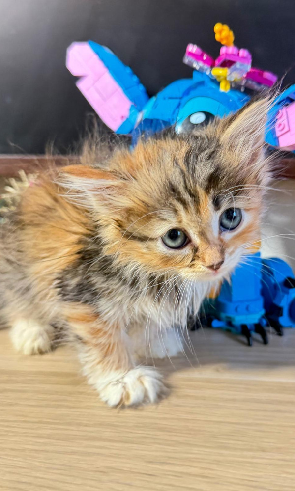 BIKA, Chatonne Sibérienne femelle brown   