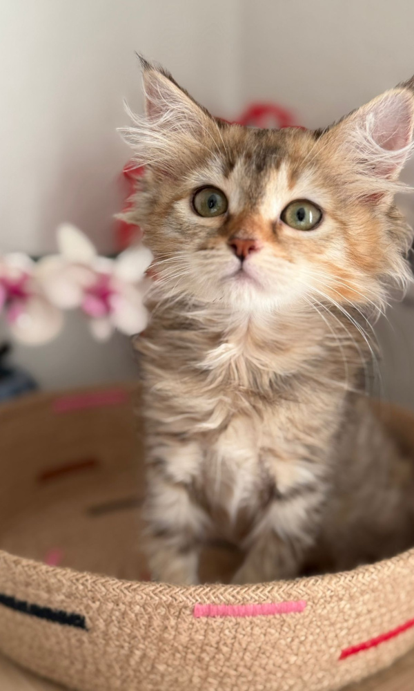 BEL KALIMERA, Chaton Sibérien femelle brown  (EYB)