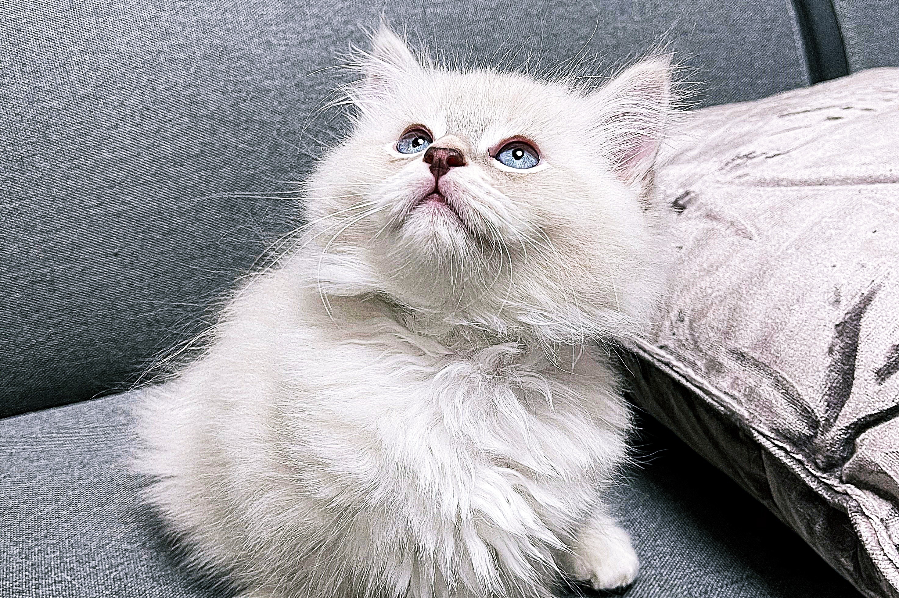 Chat sibérien Neva Masquerade aux yeux bleus, élevage Ô Cœur Sibérien Toulouse