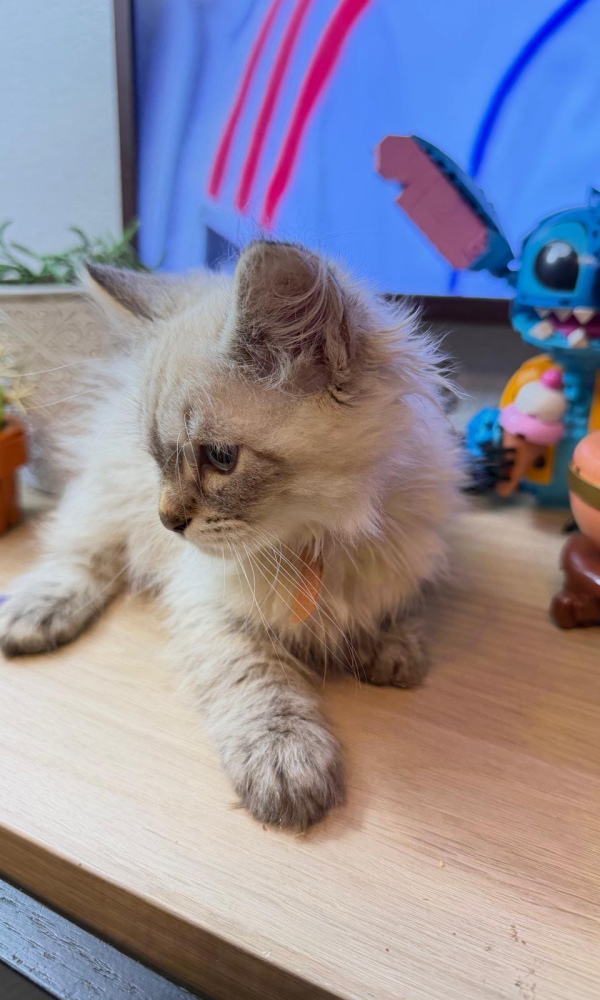 ASTUCE,  chaton sibérien (VIR)