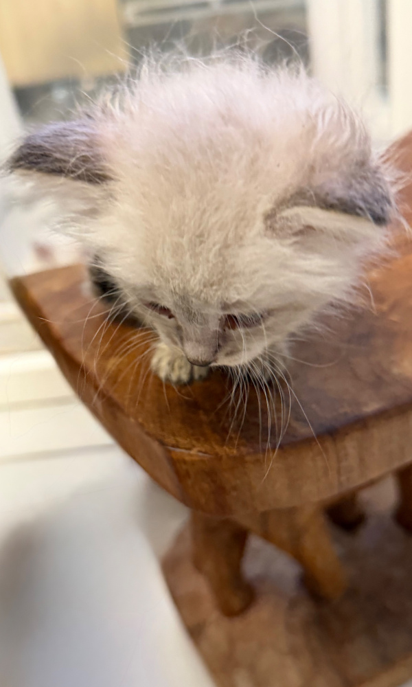 BRI, chaton sibérien mâle (LAZ)