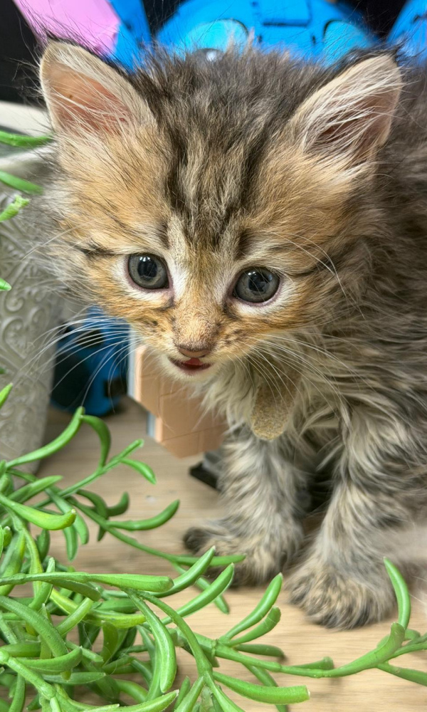  ALBAN chaton sibérien mâle